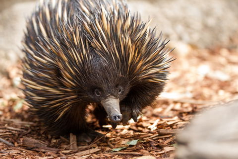 Aussie Wildlife Course - July/August/September - Accommodation Mermaid Beach 0