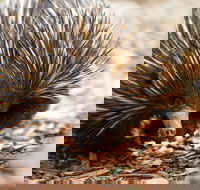 Aussie Wildlife Course - October Condensed Weekend Course - Accommodation Mermaid Beach