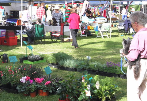 Batemans Bay Sunday Market - Accommodation Mermaid Beach 2