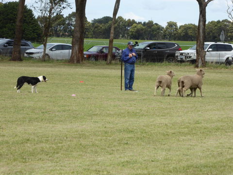 Dean Sheepdog Trials - Old Sniff Classic - Accommodation Mermaid Beach 0