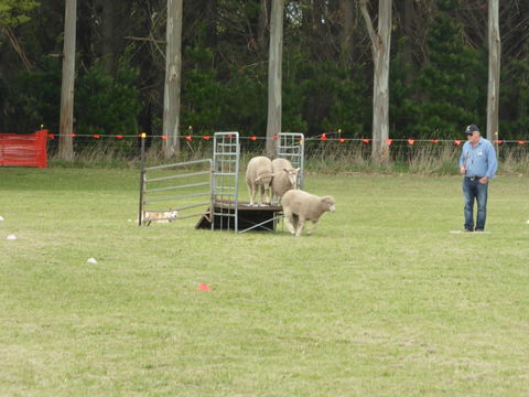 Dean Sheepdog Trials - Old Sniff Classic - Accommodation Mermaid Beach 2