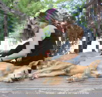 Dingo Den Discovery Experience - Accommodation Mermaid Beach