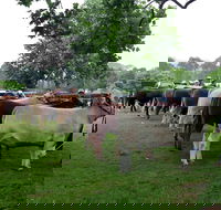 Dorrigo Agricultural Show - Accommodation Mermaid Beach