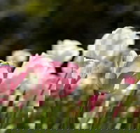 Floriade Reimagined - Accommodation Mermaid Beach
