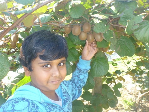 Fruit Taste Adventure Tours - Accommodation Mermaid Beach 1