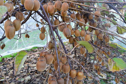 Fruit Taste Adventure Tours - Accommodation Mermaid Beach 2