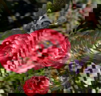 Garden Expo Benalla - Accommodation Mermaid Beach