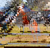 Glen Innes Pastoral and Agricultural Show - Accommodation Mermaid Beach