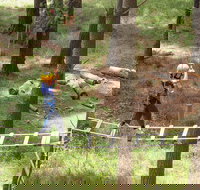 July 2020 Holidays- Go Wild at the Mt Lofty Adventure Hub - Accommodation Mermaid Beach