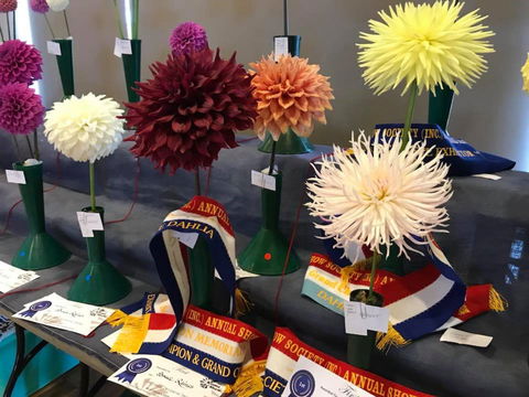 Kiama Show - Accommodation Mermaid Beach 2