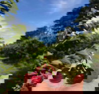 National Cherry Festival - Accommodation Mermaid Beach