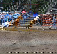 North Queensland Elite Rodeo - Accommodation Mermaid Beach