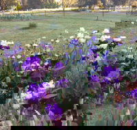 Riverina Iris Farm Open Garden and Iris Display - Accommodation Mermaid Beach