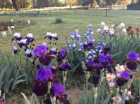 Riverina Iris Farm Open Garden And Iris Display - Accommodation Mermaid Beach 0