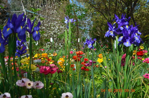 Riverina Iris Farm Open Garden And Iris Display - Accommodation Mermaid Beach 1