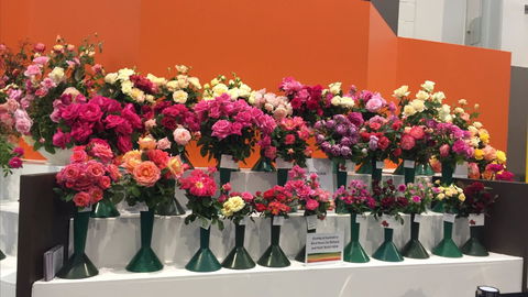 Roses By The Seaside: National Rose Championships And Conference - Accommodation Mermaid Beach 1