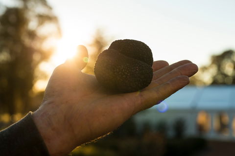 The Truffle Festival - Canberra Region - Accommodation Mermaid Beach 0