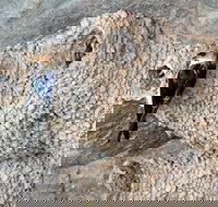 2020 Katherine Bird Festival - Accommodation Mermaid Beach