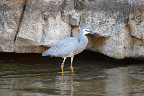 2020 Katherine Bird Festival - Accommodation Mermaid Beach 1