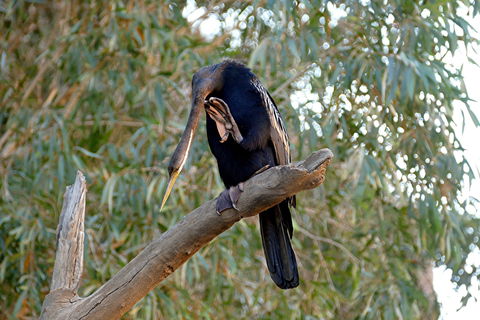 2020 Katherine Bird Festival - Accommodation Mermaid Beach 2