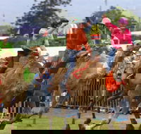 Camel Races at Penrith Paceway - Accommodation Mermaid Beach