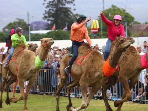 Camel Races At Penrith Paceway - Accommodation Mermaid Beach 0