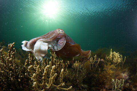 Cuttlefish Diving & Snorkeling EVERYDAY May -August - Accommodation Mermaid Beach 0