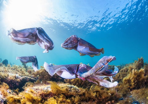 Cuttlefish Diving & Snorkeling EVERYDAY May -August - Accommodation Mermaid Beach 2