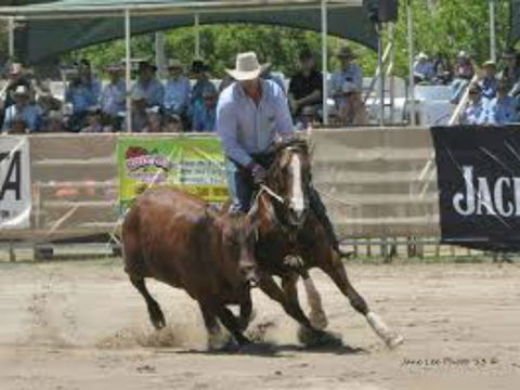 Dungog Team Penning - Accommodation Mermaid Beach 1
