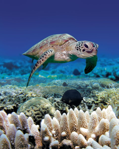 Great Adventures Green Island Ocean Swim - Accommodation Mermaid Beach 2