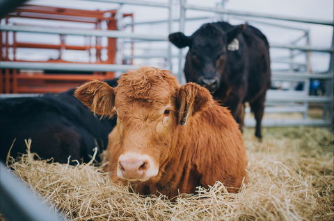 Mudgee Small Farm Field Days - Accommodation Mermaid Beach 2