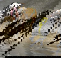 Twilight Greyhound Racing - Accommodation Mermaid Beach