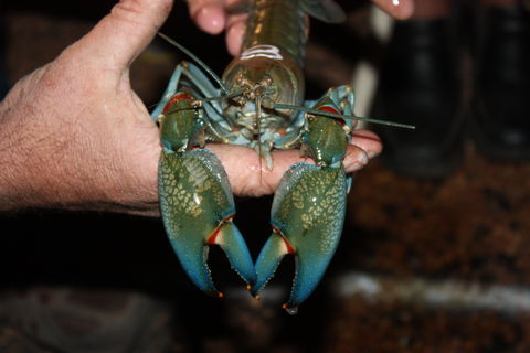 Windorah International Yabby Races - Postponed - Accommodation Mermaid Beach 0