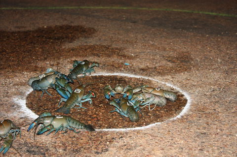 Windorah International Yabby Races - Postponed - Accommodation Mermaid Beach 2