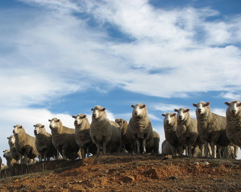 Annual Bredbo Sheep Dog Trials - Accommodation Mermaid Beach 0