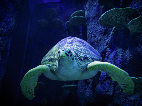 Sydney's Aquarium - Accommodation Mermaid Beach 0