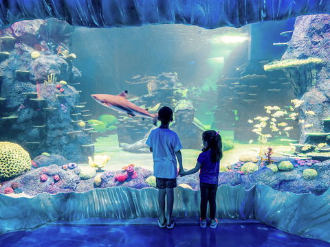 Sydney's Aquarium - Accommodation Mermaid Beach 1
