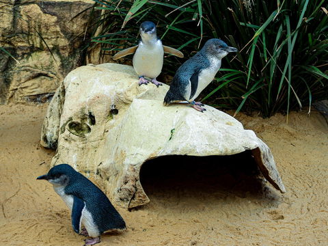 Sydney's Aquarium - Accommodation Mermaid Beach 2