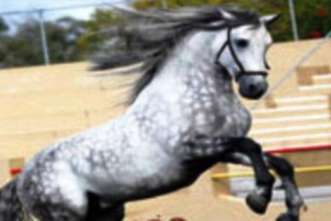 El Caballo Resort - Accommodation Mermaid Beach 1