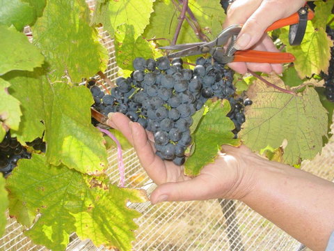 Fergies Hill Spa Cottage At Granite Ridge Wines - Accommodation Mermaid Beach 3