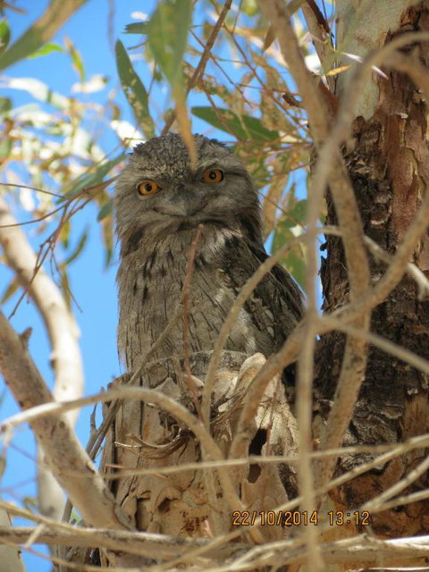Kalbarri Tudor Holiday Park - Accommodation Mermaid Beach 3