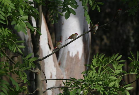 Deniliquin Riverside Caravan Park - Accommodation Mermaid Beach 6