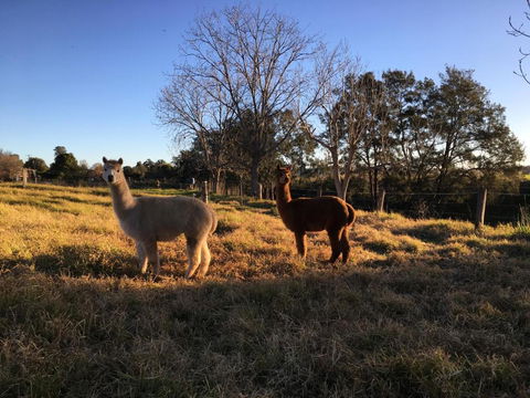 Muswellbrook Northside B & B - Accommodation Mermaid Beach 2