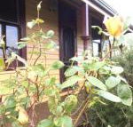 Albion Cottage - Accommodation Mermaid Beach