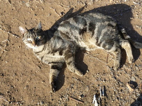 Woodvale At Cooma - Accommodation Mermaid Beach 5