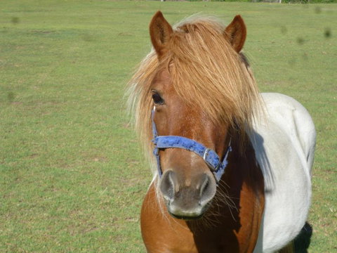 Woodvale At Cooma - Accommodation Mermaid Beach 6