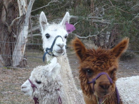 Woodvale At Cooma - Accommodation Mermaid Beach 1