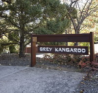 Grey Kangaroo- On Lake Jindabyne foreshore - Accommodation Mermaid Beach