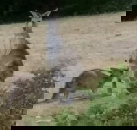 Jarrah Lodge - Accommodation Mermaid Beach