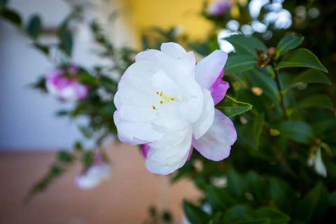 Camellia Cottage - Accommodation Mermaid Beach 6
